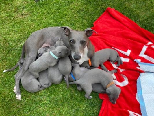  KC registered silver/blue Whippets 
